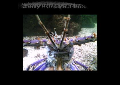 Spiny Lobster wants a hug!