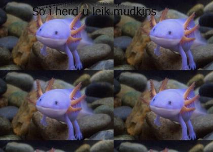 Mudkips = real