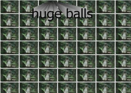 hugeracoonballs