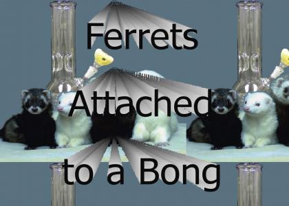 Ferrets attached to a bong