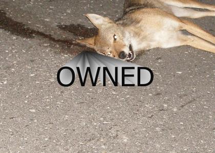 owned coyote