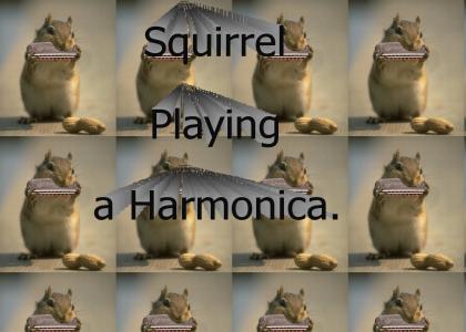 Squirrel Playing a Harmonica.