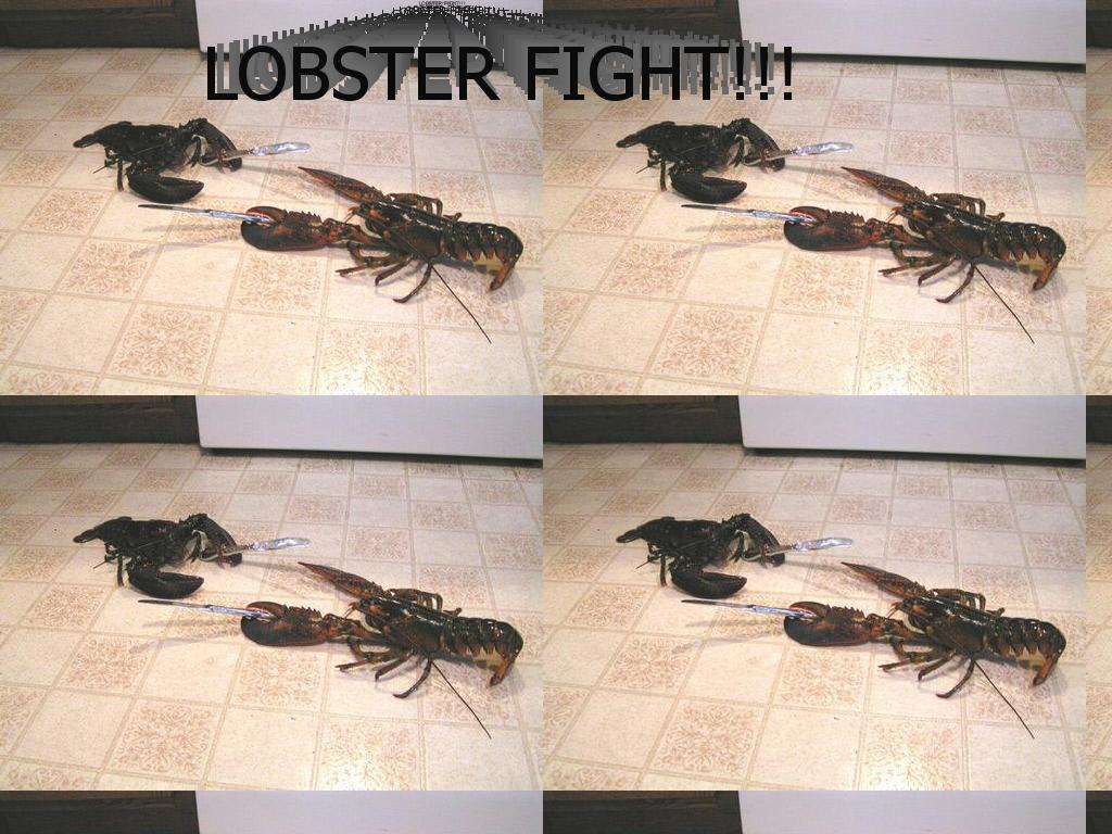 lobsterfight