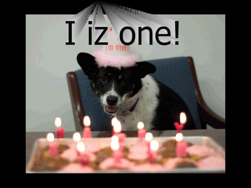 bdaydog