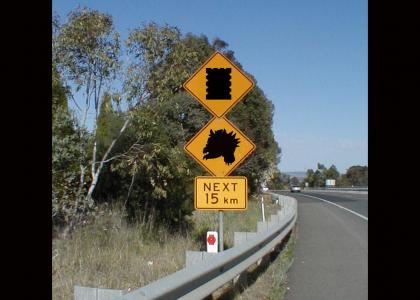 Mushroom County Road