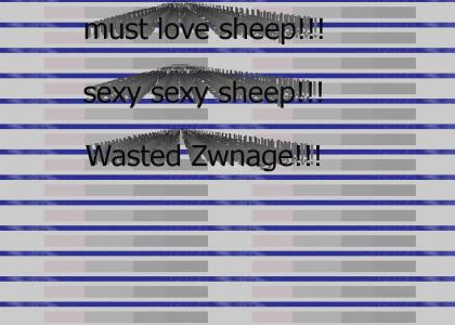 Must Love Sheep