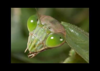 Another praying mantis stares into your soul.