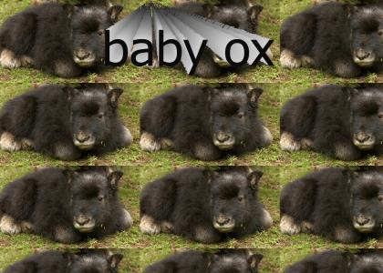 Baby Ox
