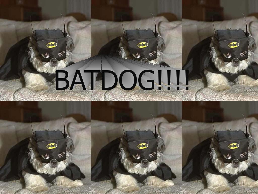 Batdog