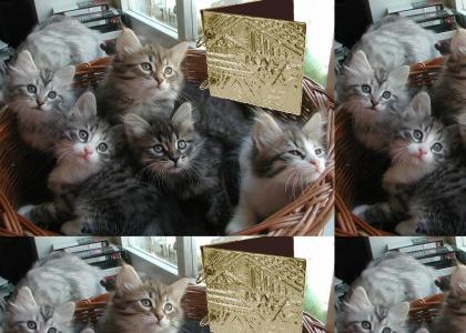 Kittens seek immortality...