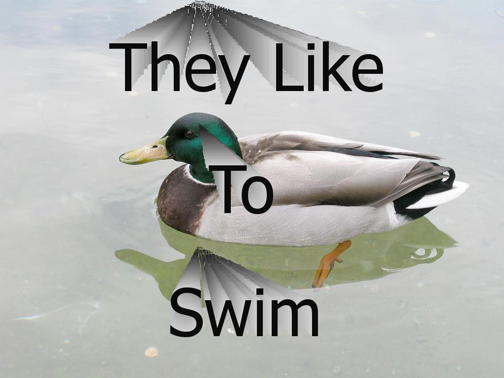 ducksswimming