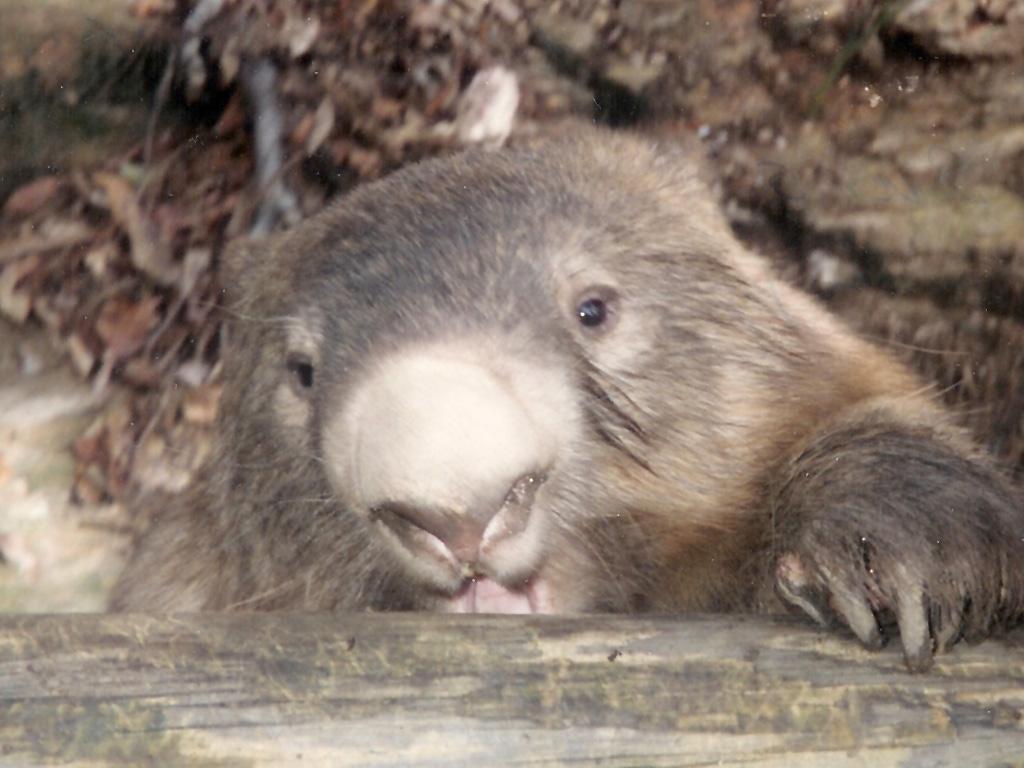 wombatstare