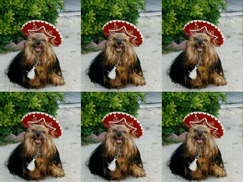 mexicanhatdog