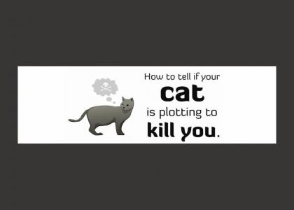 How to tell if your cat is plotting to kill you.