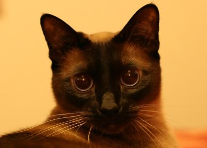 Siamese cat stares through your soul (no nedm)