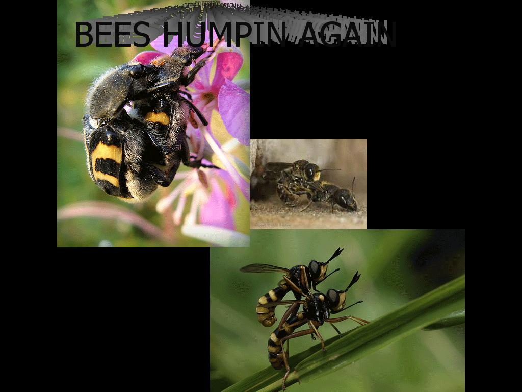bees-humpin-again