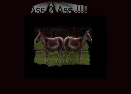 ass2assyummy