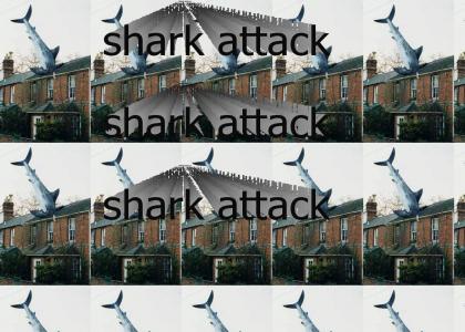 shark attack