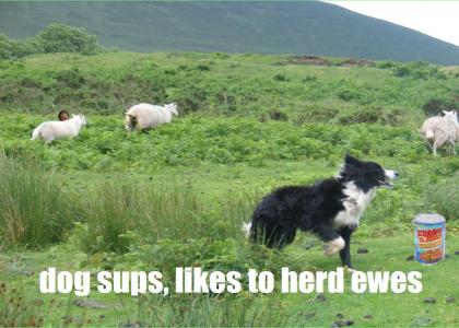 Dog Sups, Likes to Herd Ewes . . .