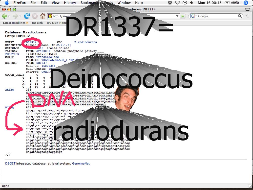 dr1337dna