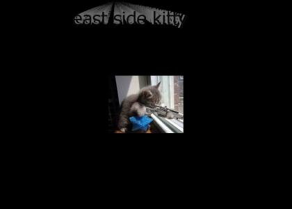 east coast kitty