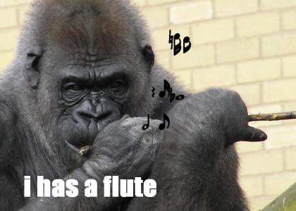 I has a flute