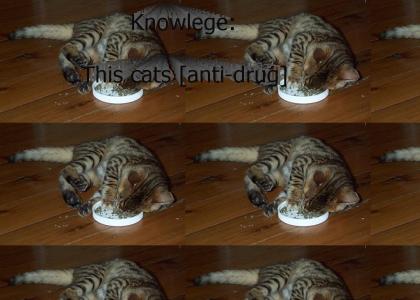 Warn your cats of the danger of catnip