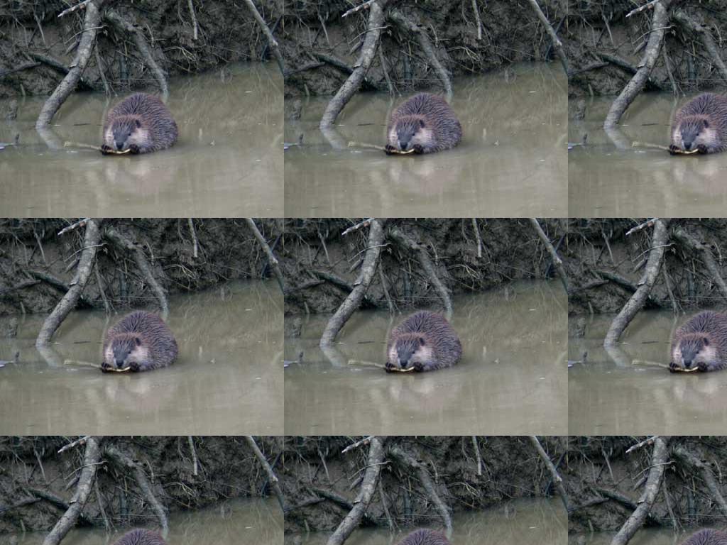 bushbeavers