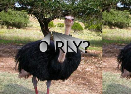 Disgruntled Ostrich