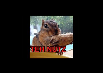 teh nutz