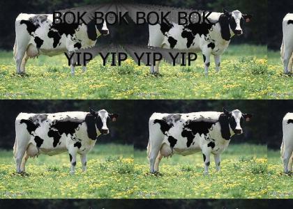 Yip Yip's and the cow