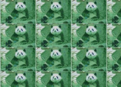 Rave Panda Madness!