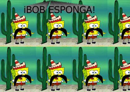 iBOB ESPONGA!