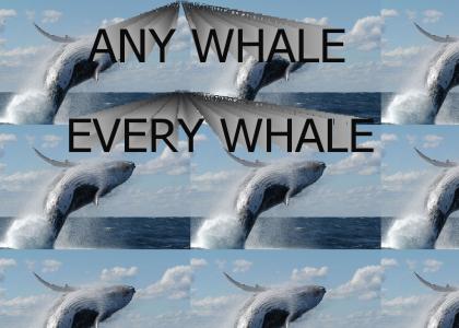 Any Whale, Every Whale