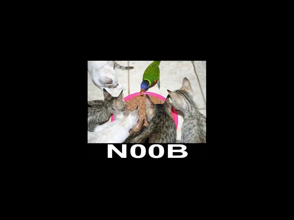 noobbirdie