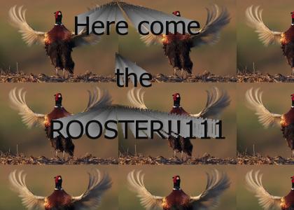Here come the Rooster!!!(Pheasant)