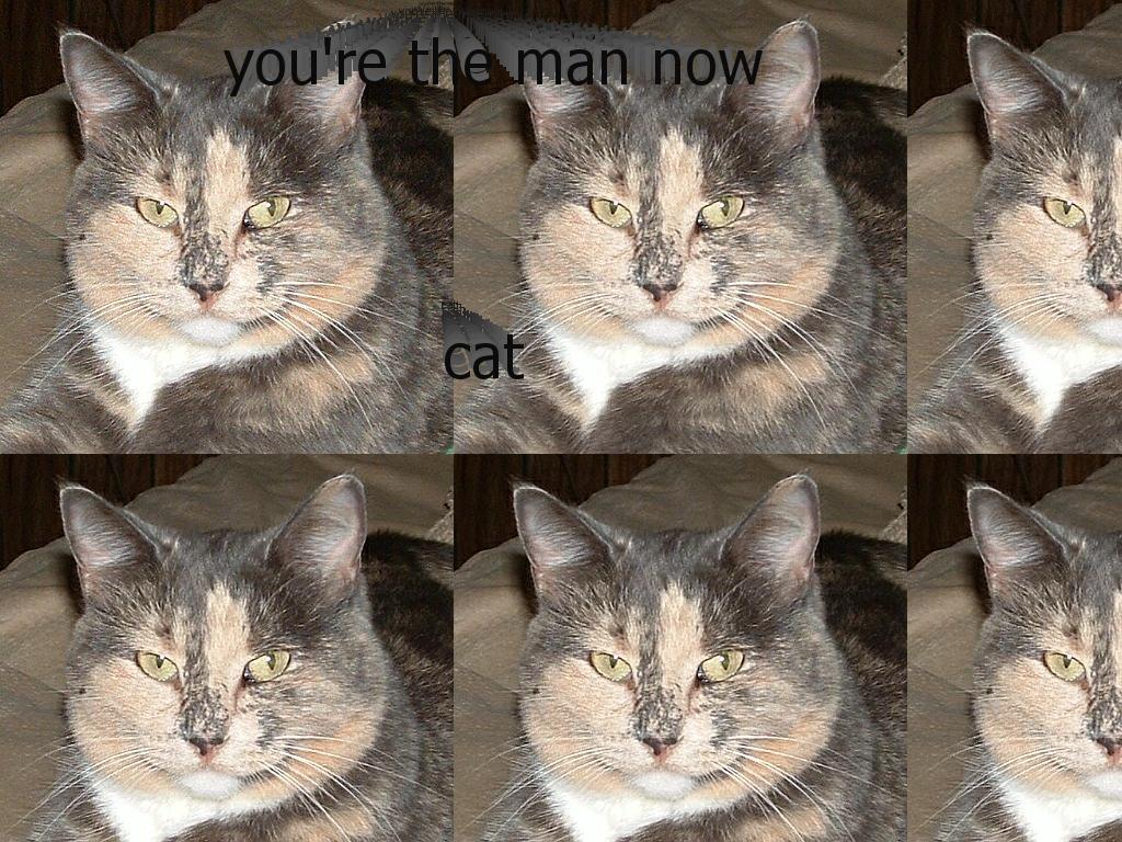 yourethemannowcat