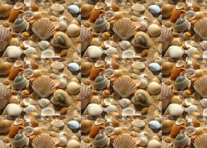 seashells