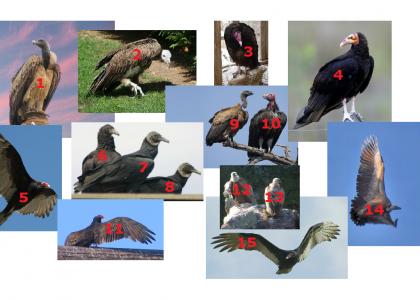 15 VULTURES (as promised)