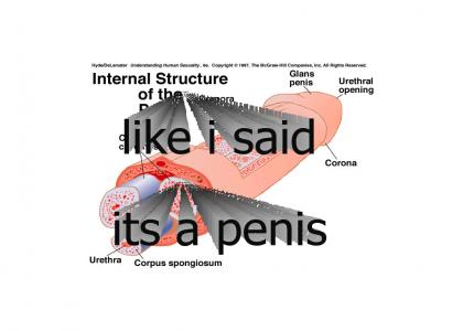 Its a penis...