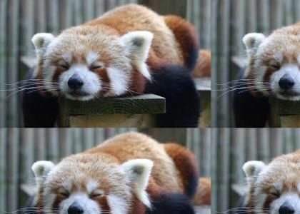 Red Panda is Sad