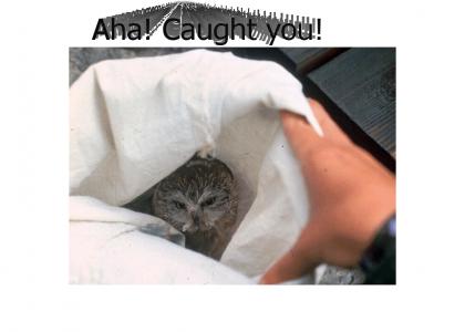 YA RLY OWL CAPTURED!!!...O RLY?...NO WAI!!!