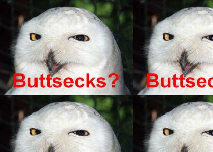 What the o rly owl really wants
