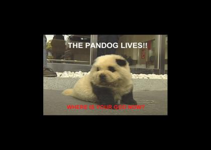 PANDOG LIVES!!! (Panda + Dog)