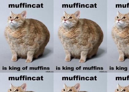 muffin cat