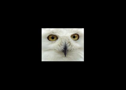 O RLY owl stares into your soul (Updated Image)