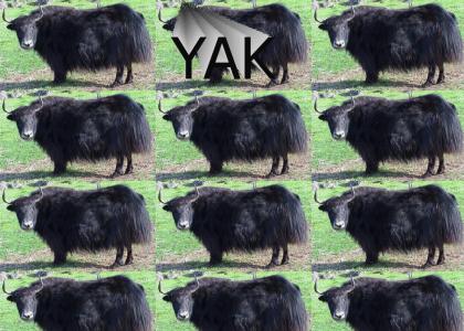 yaks