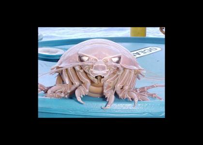 Isopod stares into your soul!