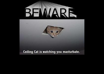 Ceiling cat watches you masturbate