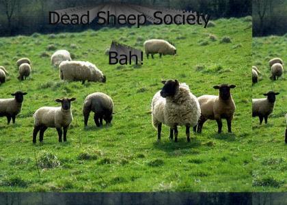 Dead Sheep Society